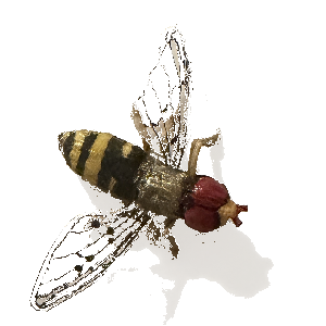 a fly