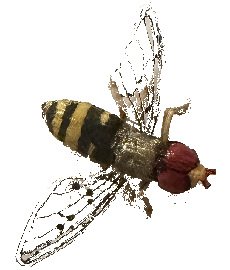 a fly